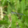 Damselfly (2004)