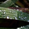 Water Drops on Grass (2004)