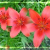 Red Lilies (2006)