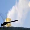 Dragonfly (2006) 2/2