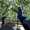 Peacock and Cherry Trees (2007)