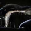 Engine Marmots (2008) 1/2