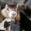 Engine Marmots (2008) 2/2
