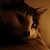 Midnight Purr (2009)