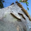 Tent Caterpillars (2009) 1/2