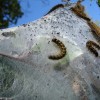 Tent Caterpillars (2009) 2/2