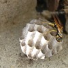 Wasp Making a Nest (2009)