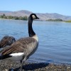 Beach Goose (2009) 2/2