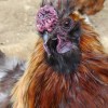 Brain Chicken (2010)