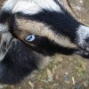 Goat Eye (2010)