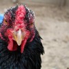 Red Chicken (2010)