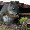 Squirrel in a Flower Box (2010)