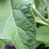 Ant on a Leaf (2010)
