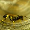 Mud Wasp (2010) 1/2