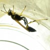 Mud Wasp (2010) 2/2