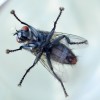 Housefly (2010)