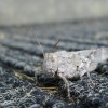 Grasshopper on a Door Mat (2010)