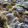 Mosses and Lichens (2012) 1/2