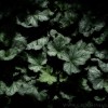 Dark Leaves (2009)