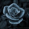 Rose (2005)