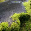 A long abandoned, undisturbed gave in Ross Bay Cemetery.